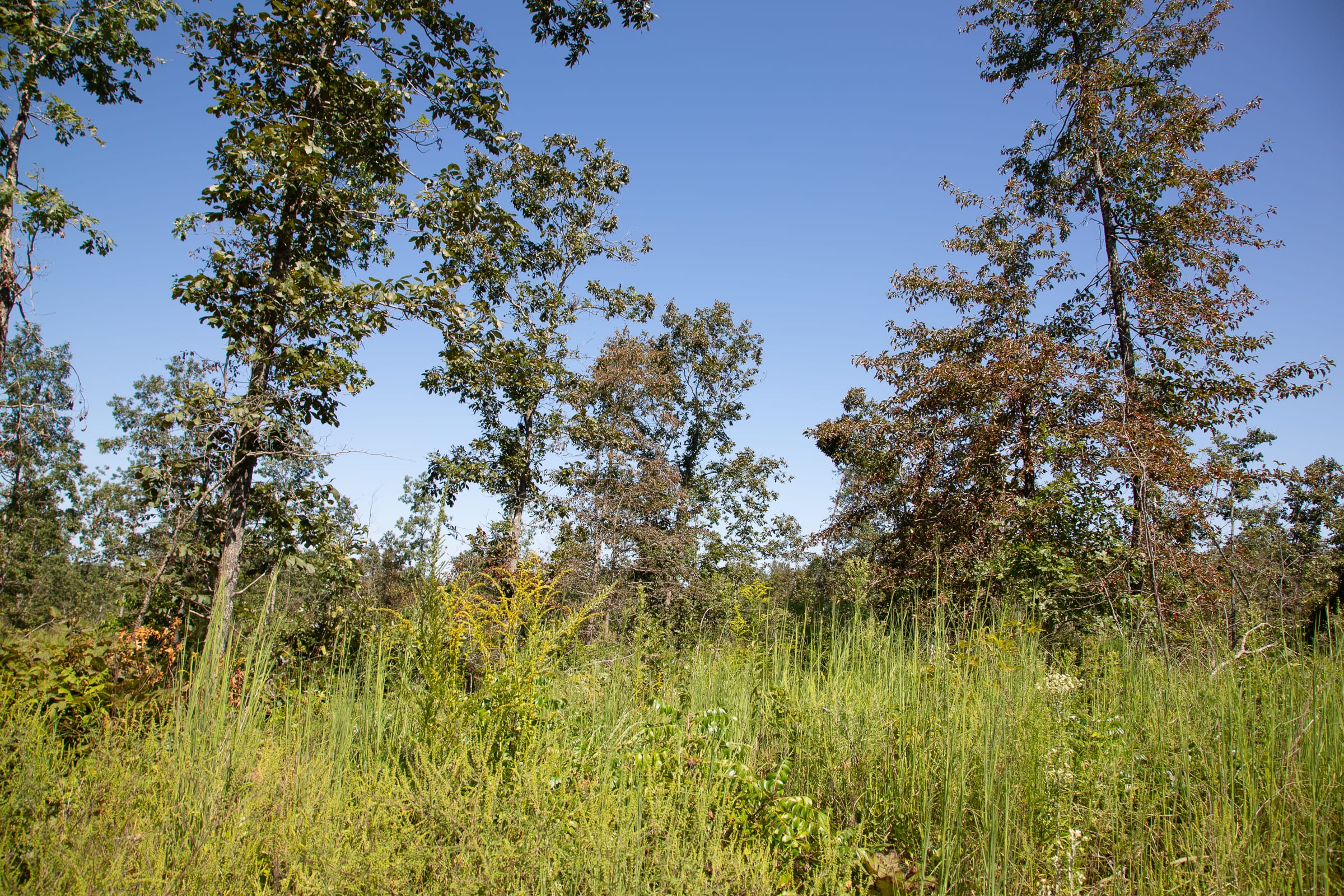Borgmann’s Hollow Phase III Tract 84 photo 6