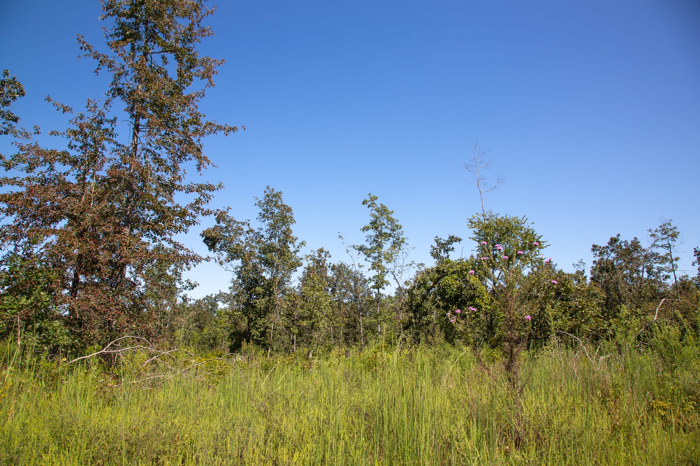 Borgmann’s Hollow Phase III Tract 84 photo 7