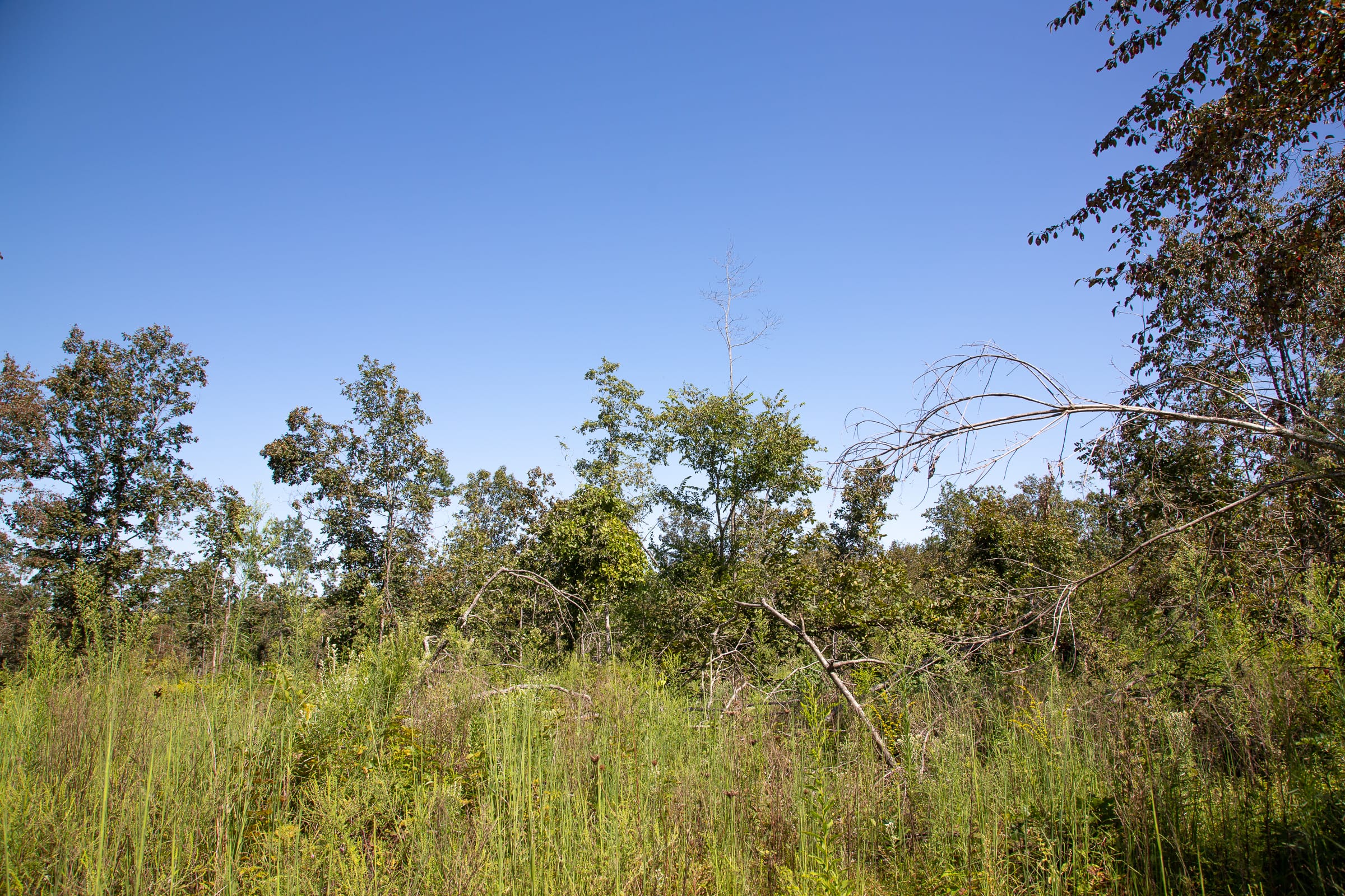 Borgmann’s Hollow Phase III Tract 84 photo 8
