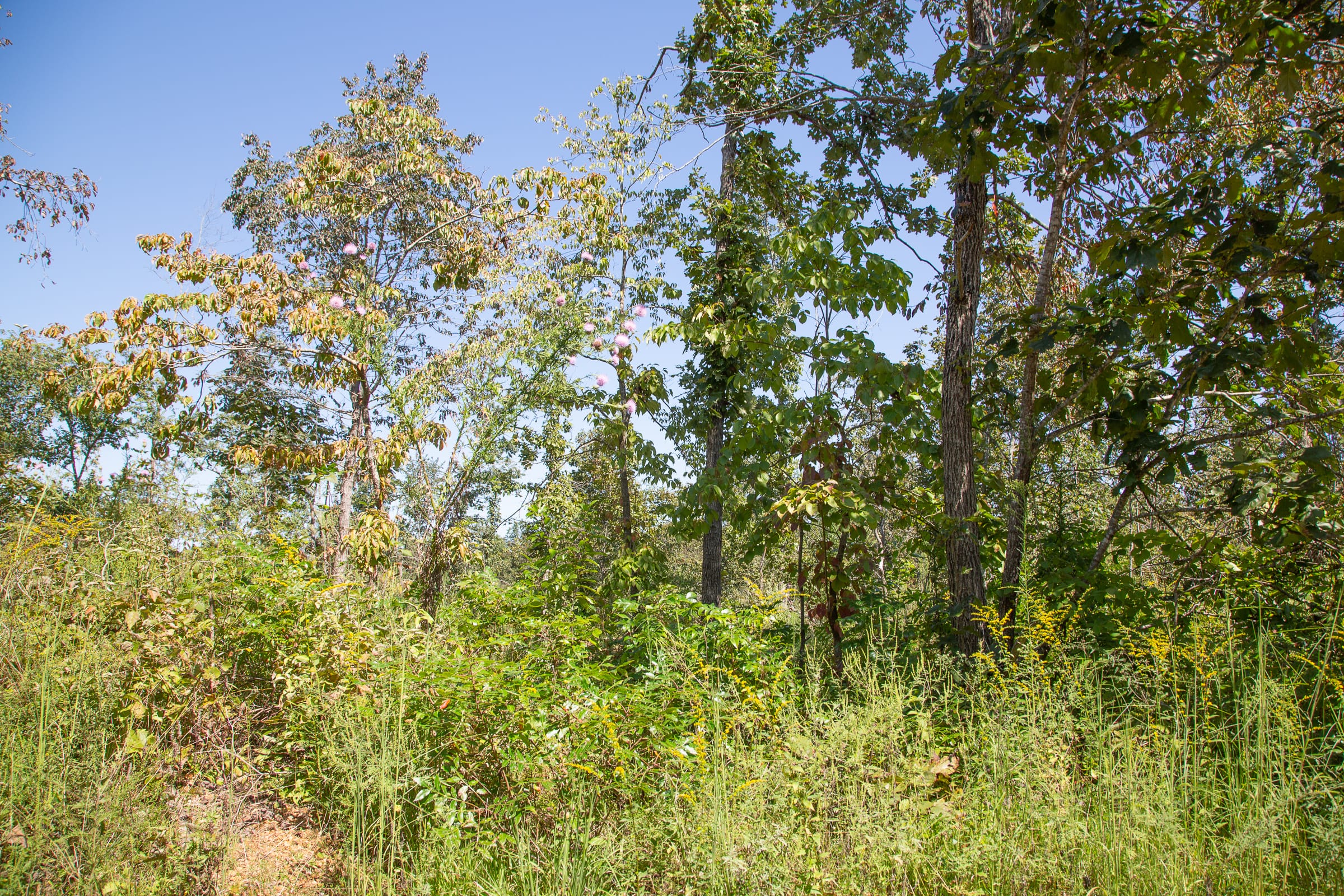 Borgmann’s Hollow Phase III Tract 84 photo 10