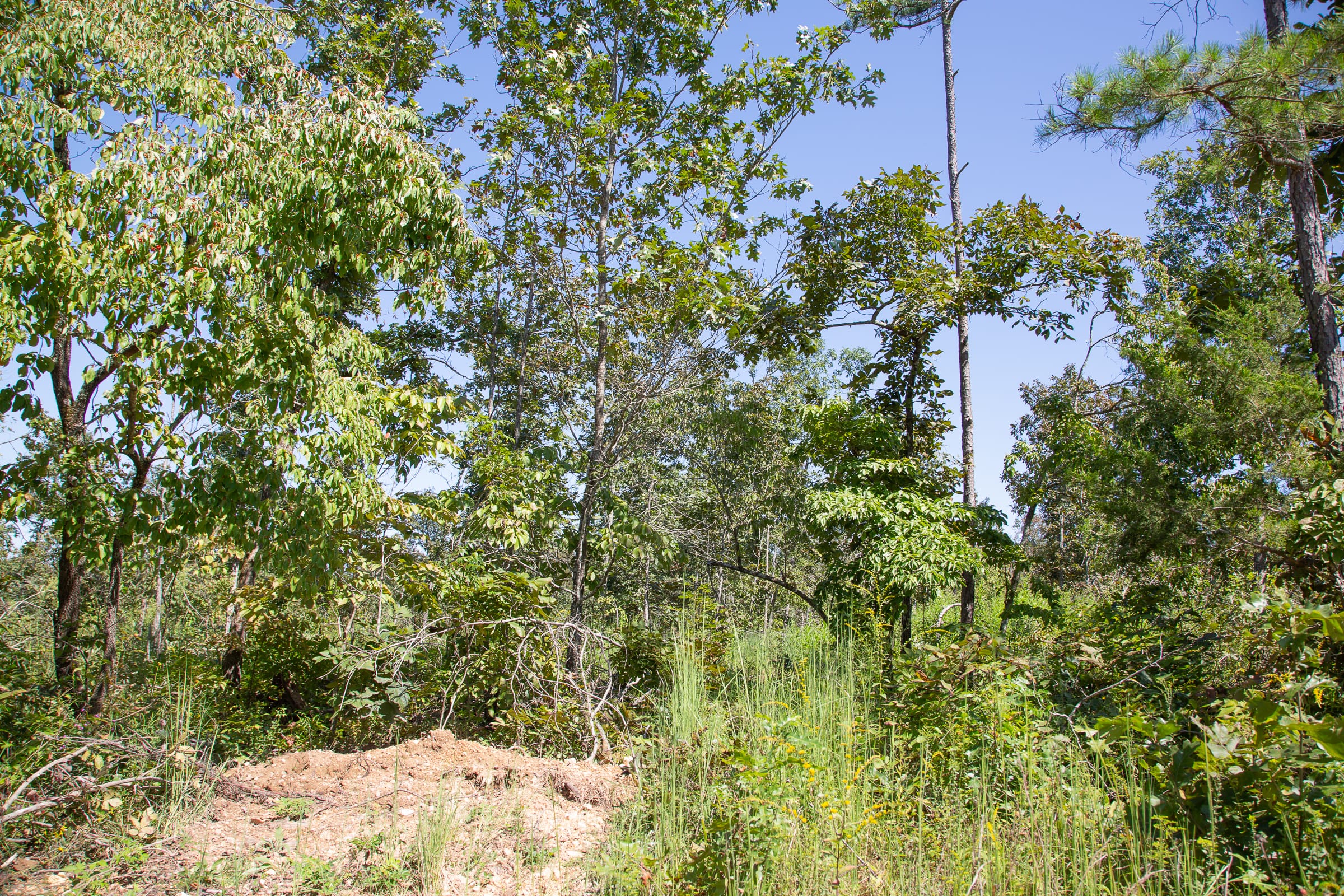 Borgmann’s Hollow Phase III Tract 84 photo 11
