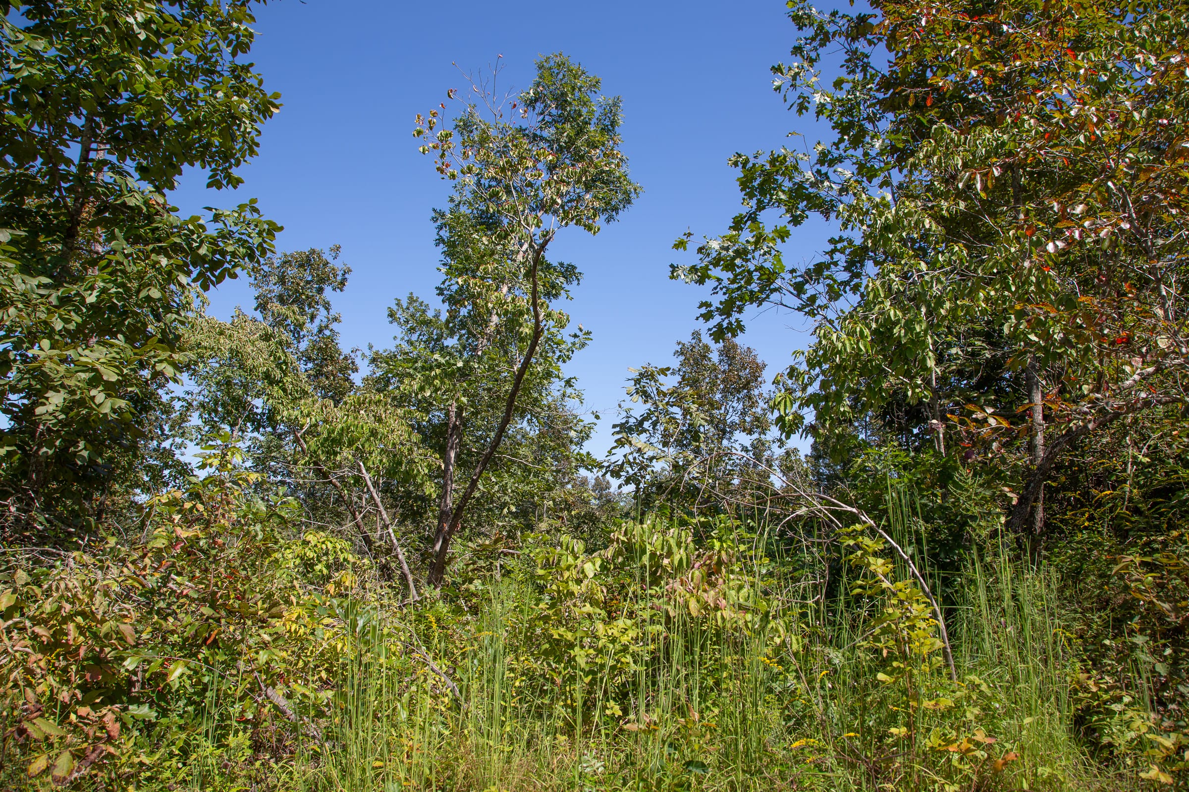 Borgmann’s Hollow Phase III Tract 84 photo 12