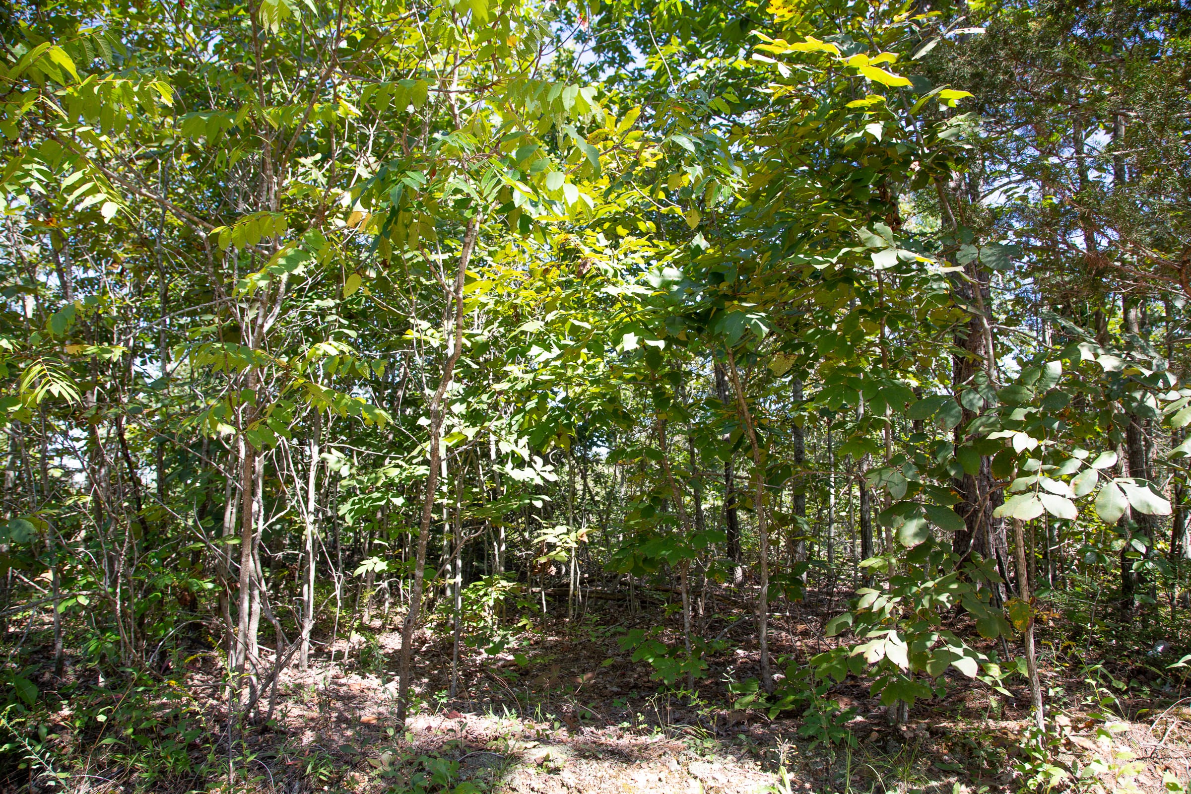 Borgmann’s Hollow Phase III Tract 84 photo 13