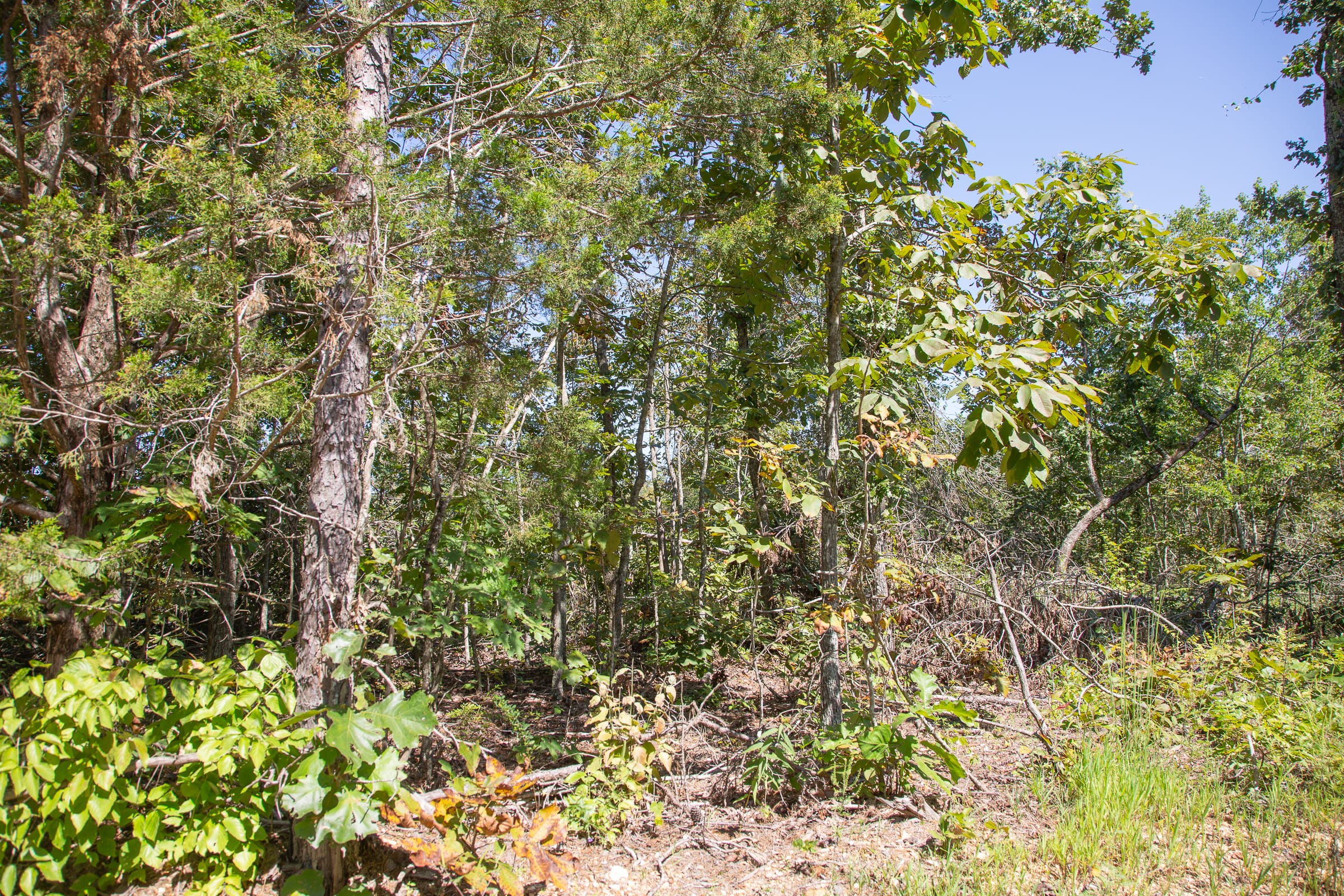 Borgmann’s Hollow Phase III Tract 84 photo 14