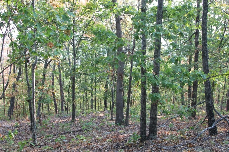 Lake View Ranch Tract 33 photo 5