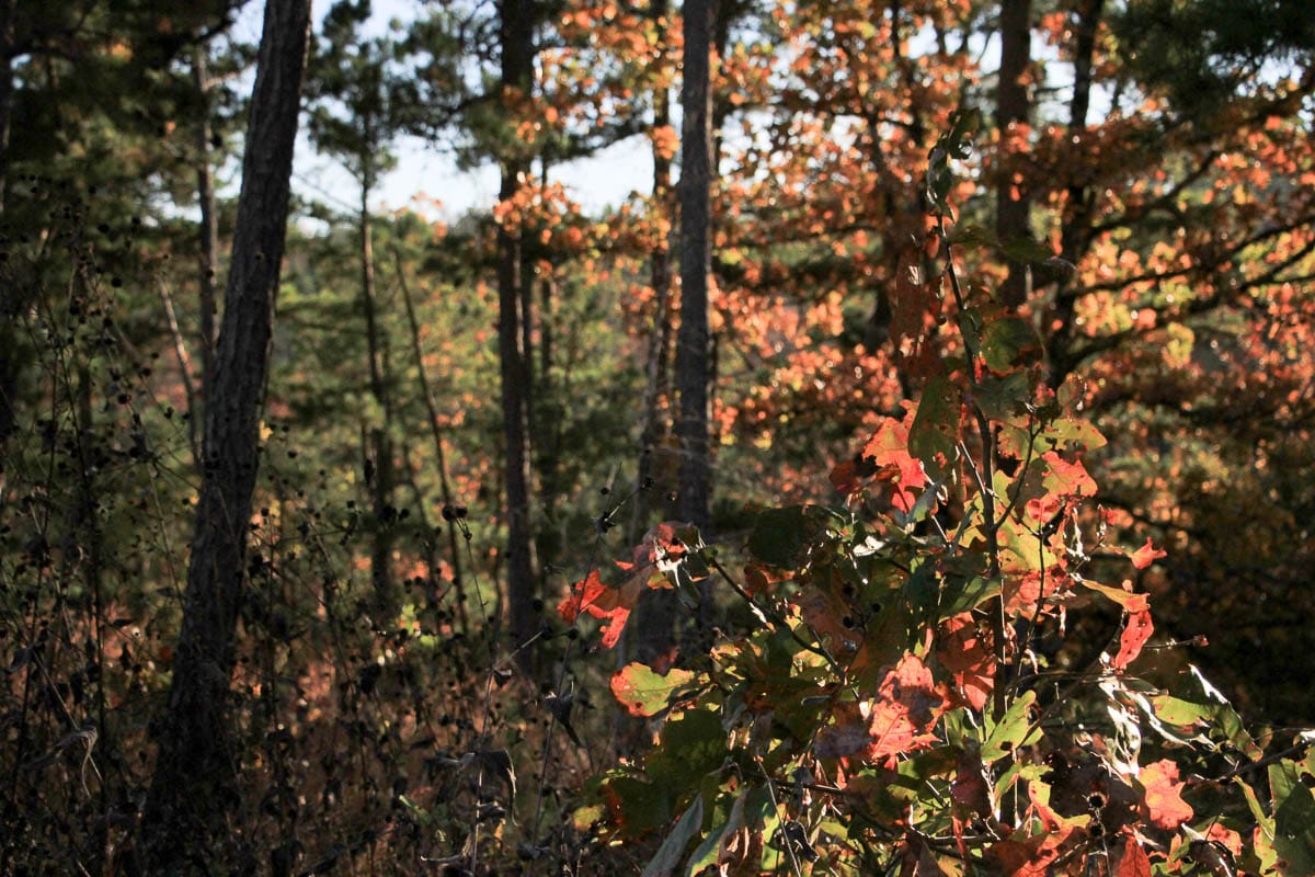 Stone Creek Phase III Tract 20 photo 4
