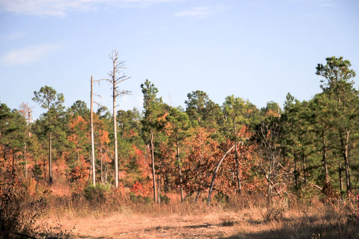 Stone Creek Phase III Tract 20 photo 6