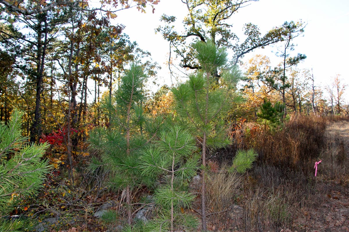Stone Creek Phase III Tract 20 photo 9