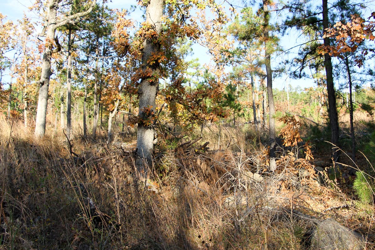 Stone Creek Phase III Tract 20 photo 11