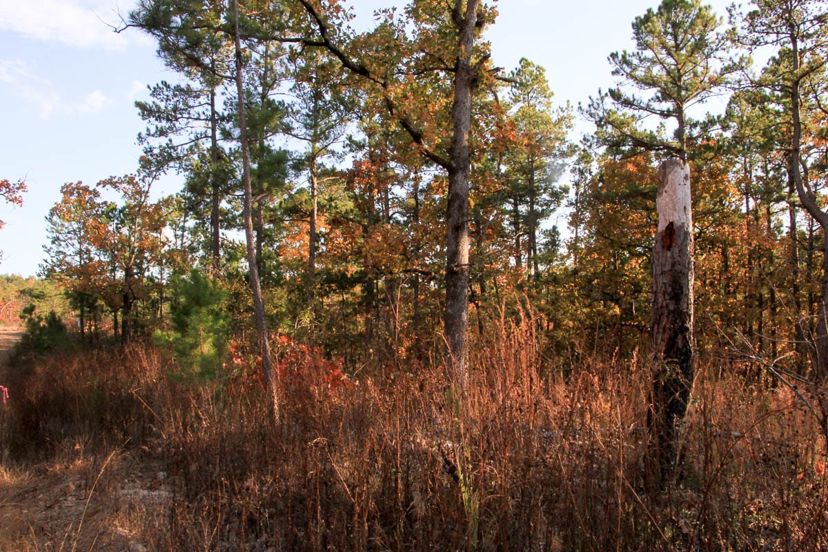 Stone Creek Phase III Tract 20 photo 13