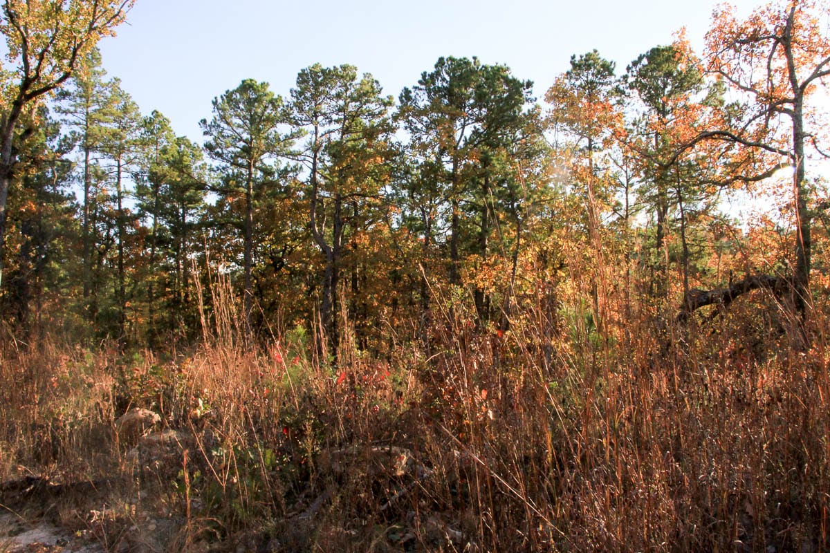 Stone Creek Phase III Tract 20 photo 14