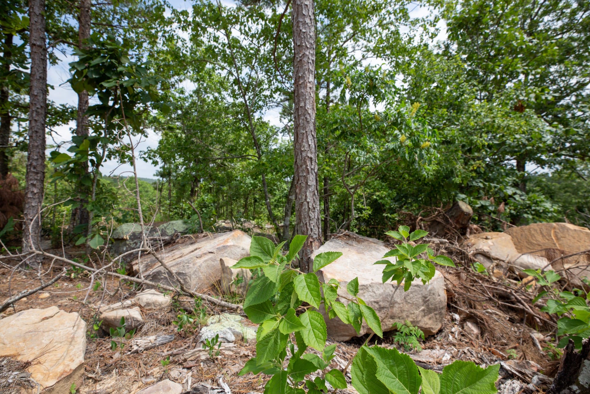 Eagle’s Nest Tract 28 photo 4