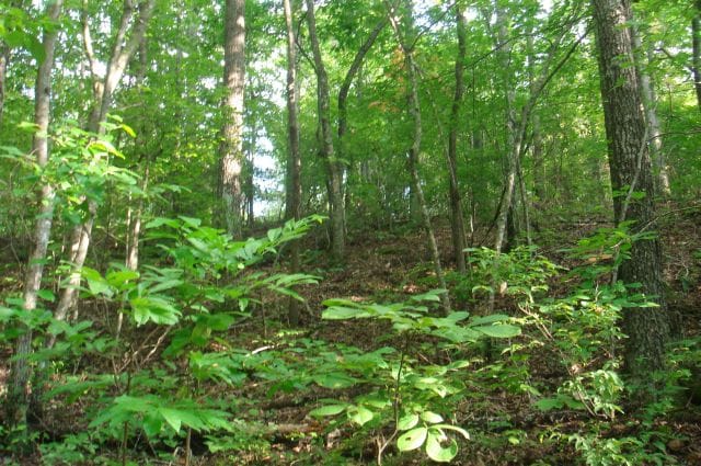 Sugartree Falls Tract 3 photo 5
