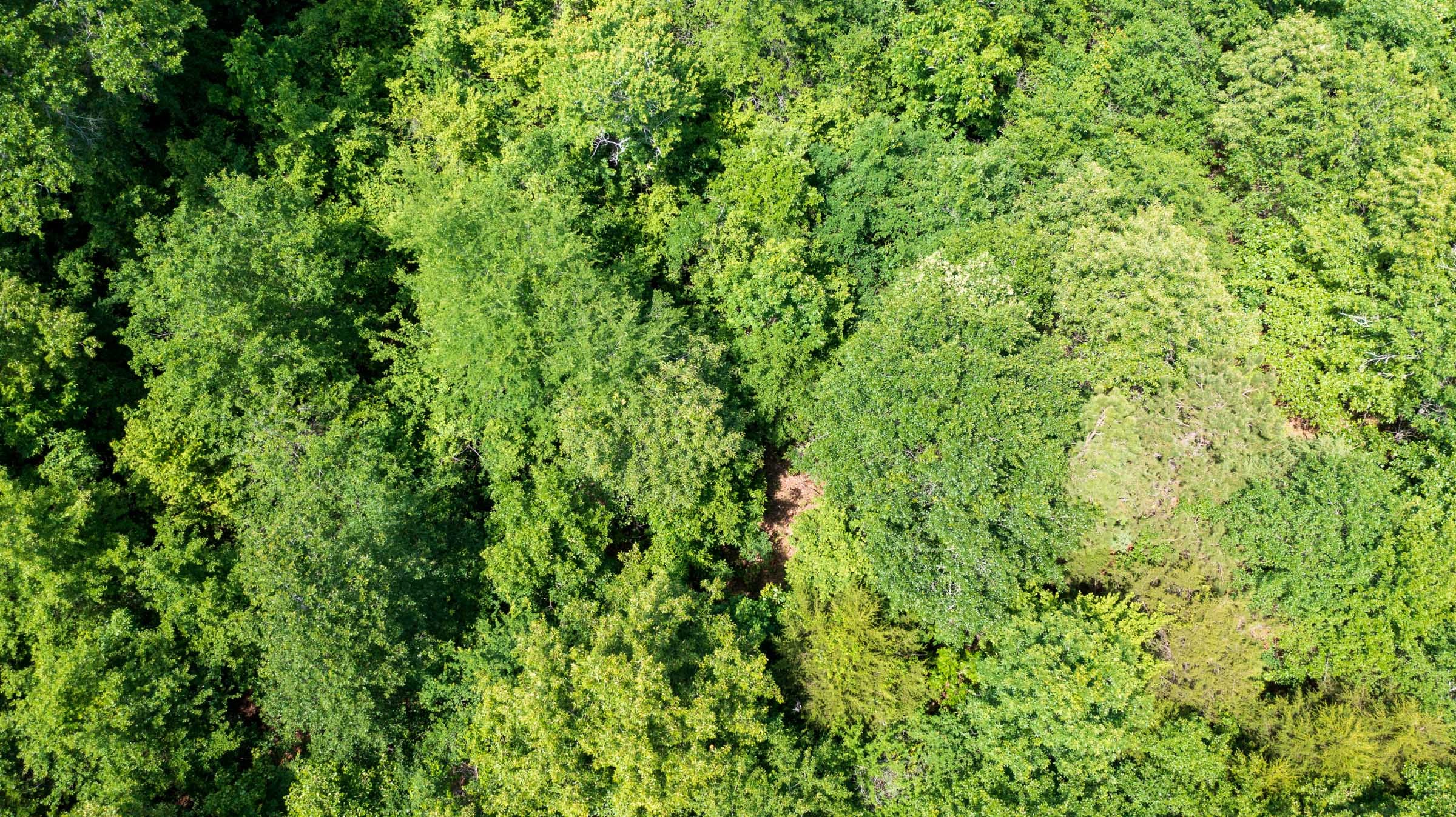 Falcon Crest Tract 12 photo 2