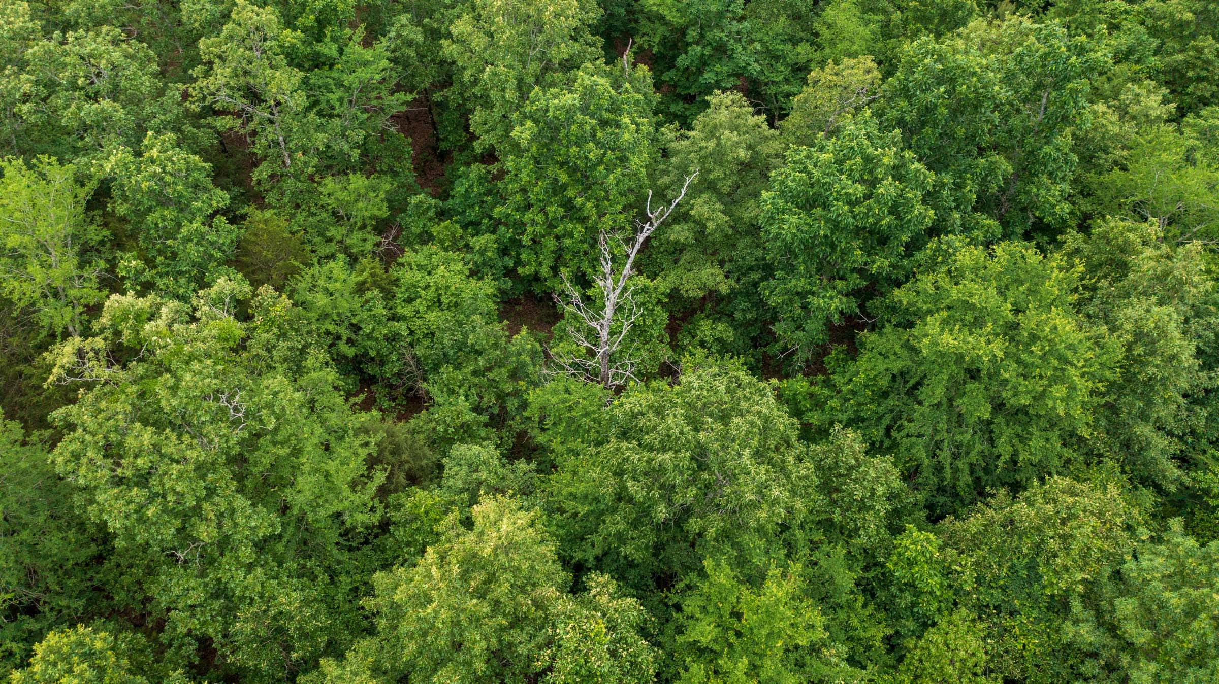 Falcon Crest Tract 12 photo 4