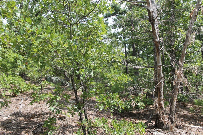 Trophy Ridge Phase III Tract 14 photo 2