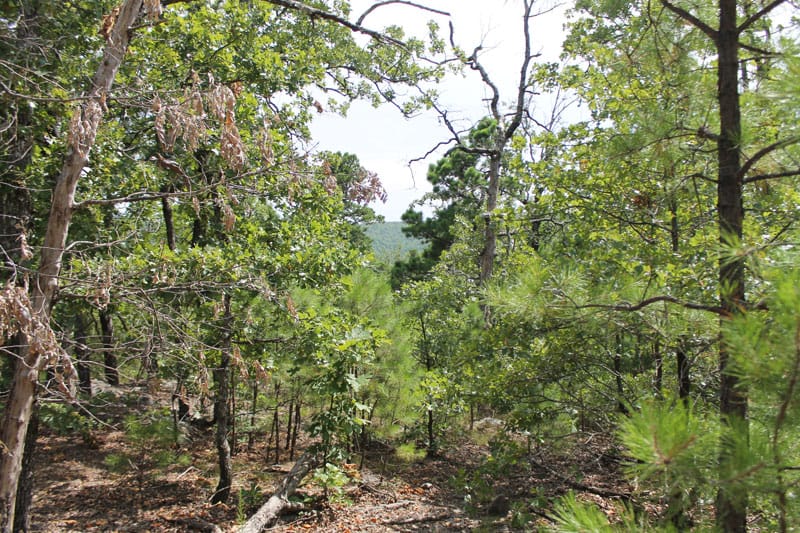 Trophy Ridge Phase III Tract 14 photo 3