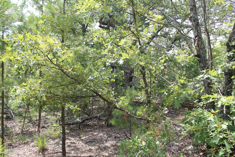 Trophy Ridge Phase III Tract 14 photo 4