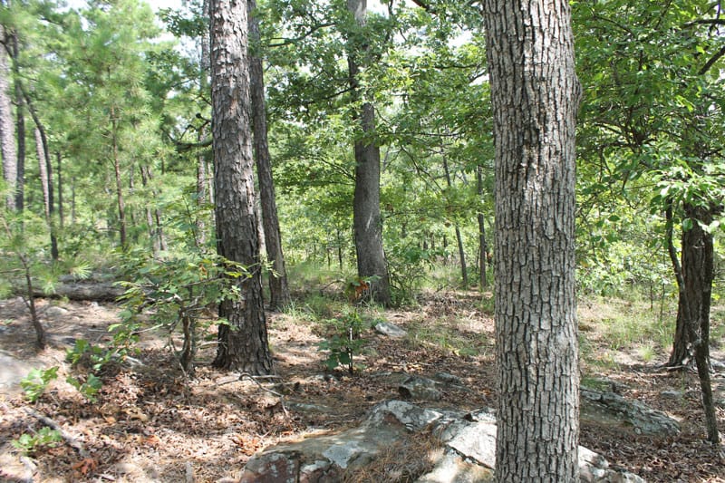 Trophy Ridge Phase III Tract 14 photo 6