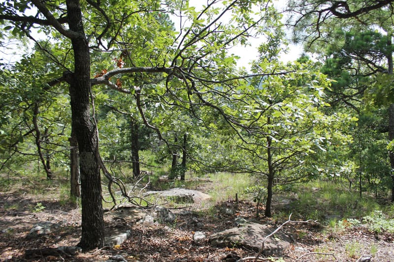 Trophy Ridge Phase III Tract 14 photo 7
