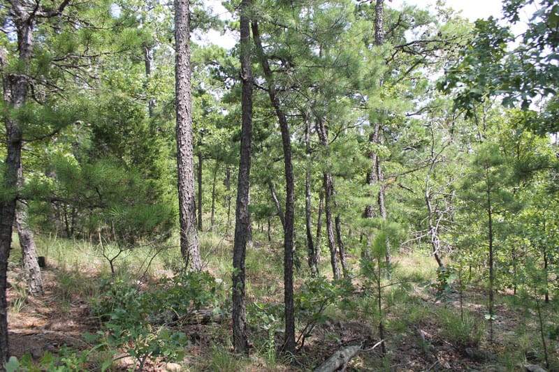 Trophy Ridge Phase III Tract 14 photo 8