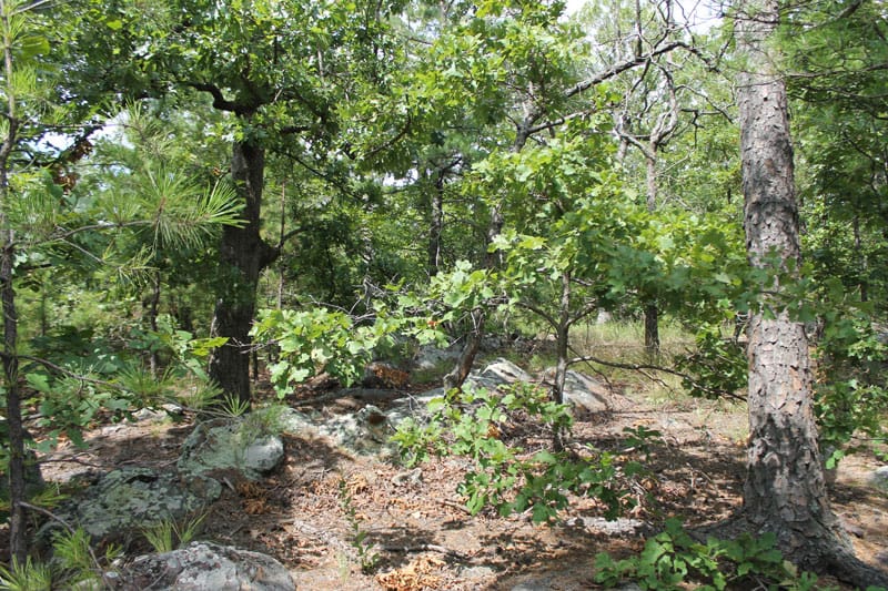 Trophy Ridge Phase III Tract 14 photo 9