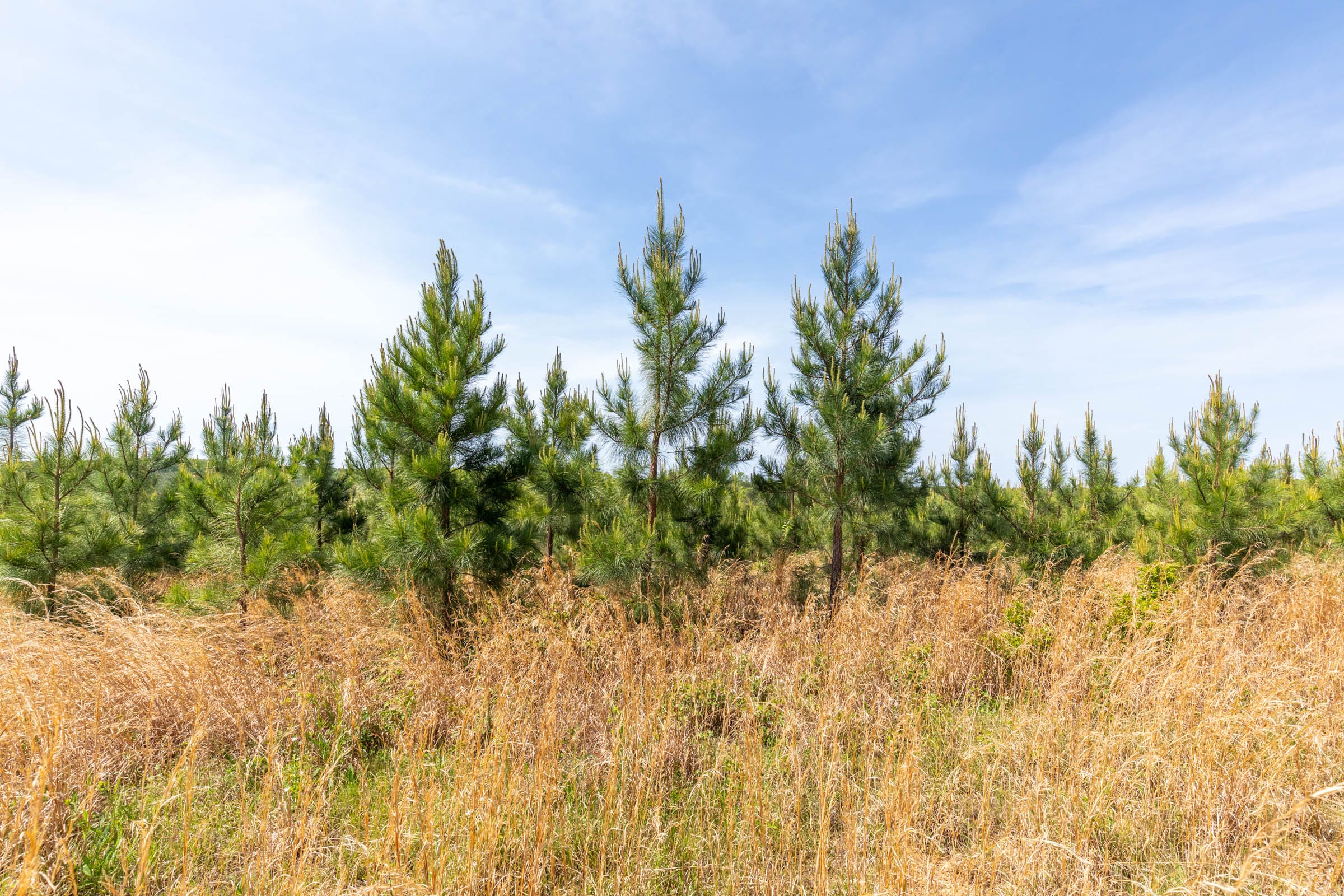 Clear Wood Tract 47 photo 3