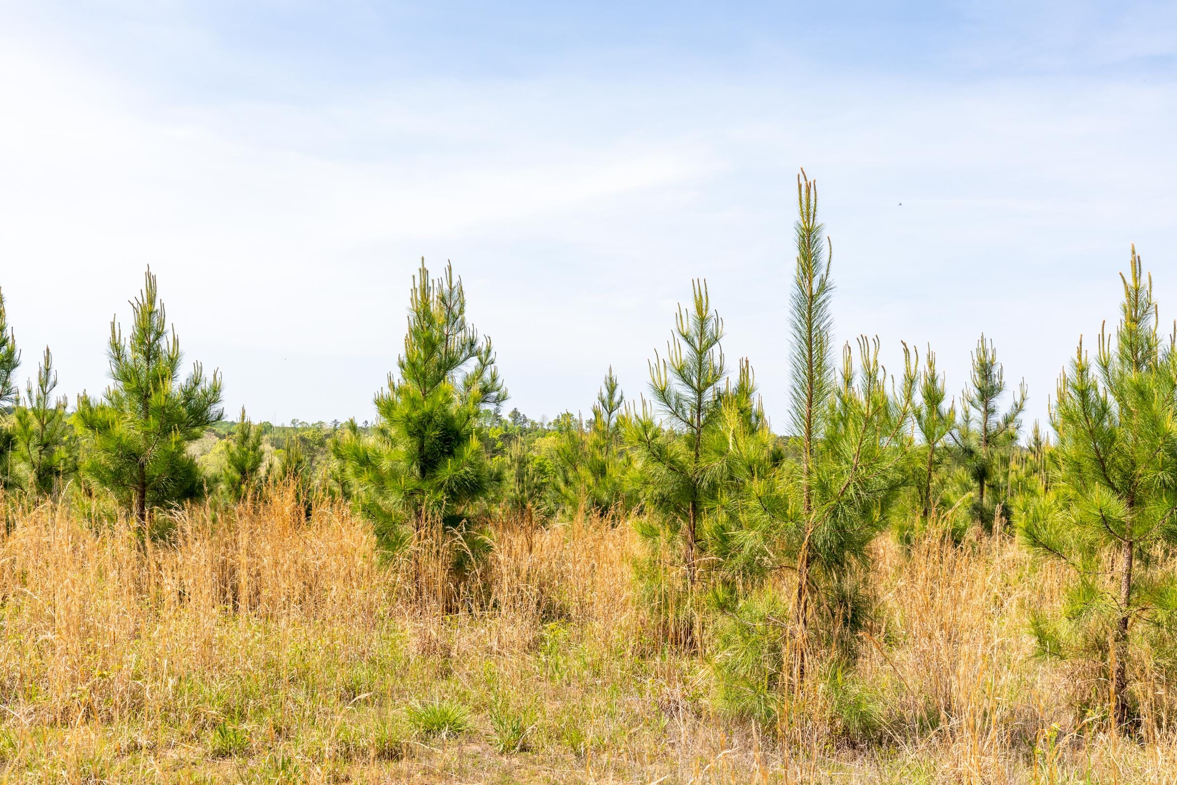 Clear Wood Tract 47 photo 8