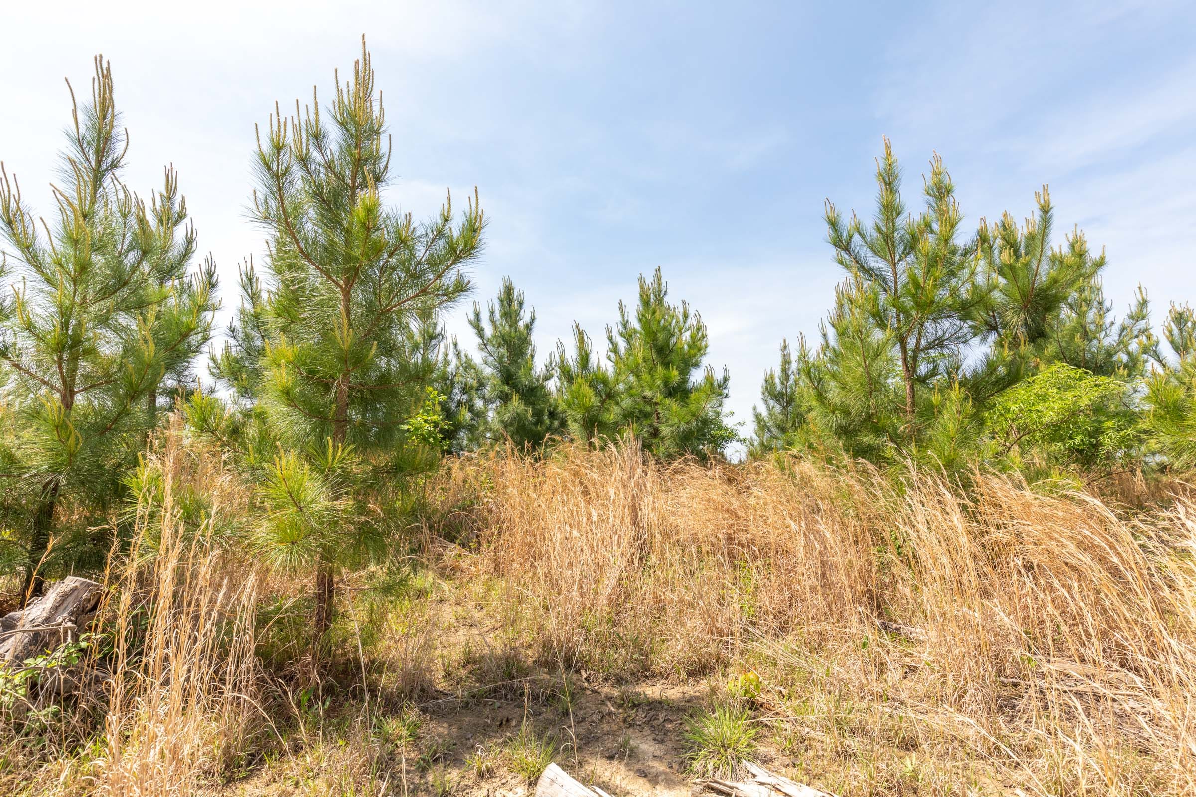 Clear Wood Tract 47 photo 9