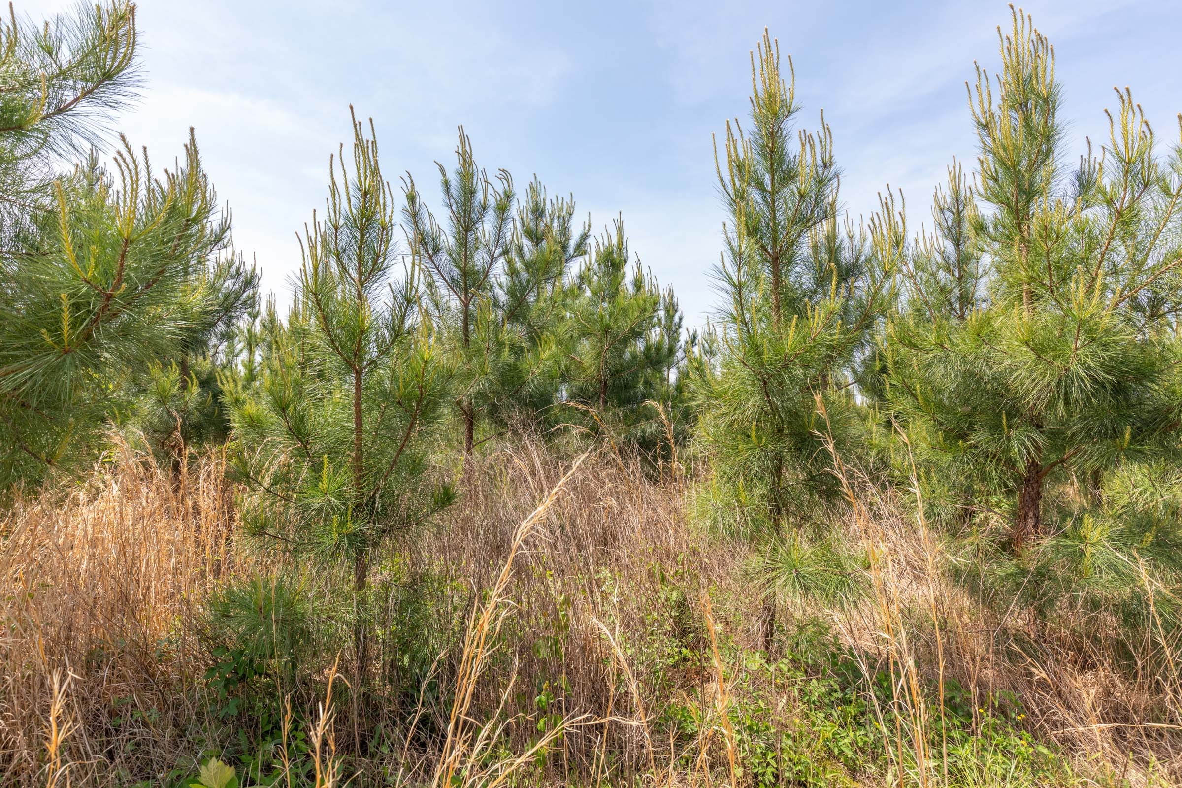 Clear Wood Tract 47 photo 11