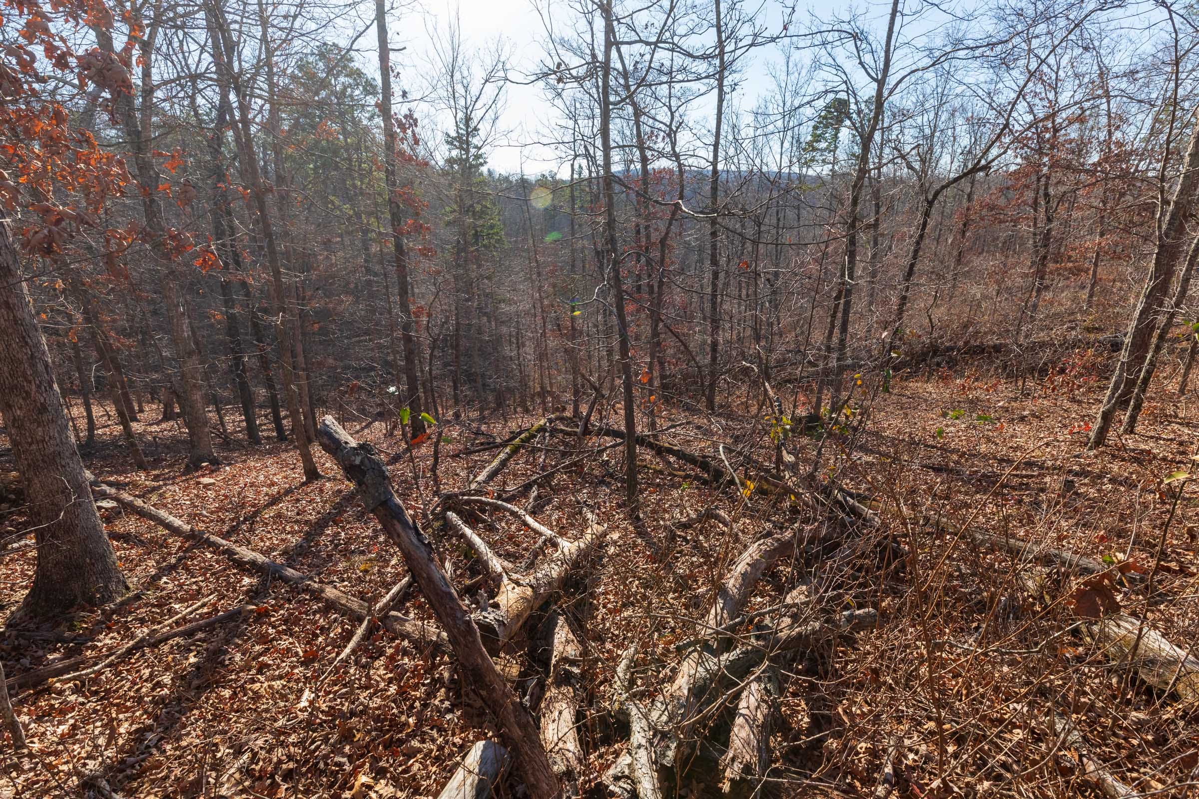 Cypress Ridge Tract 41 photo 6