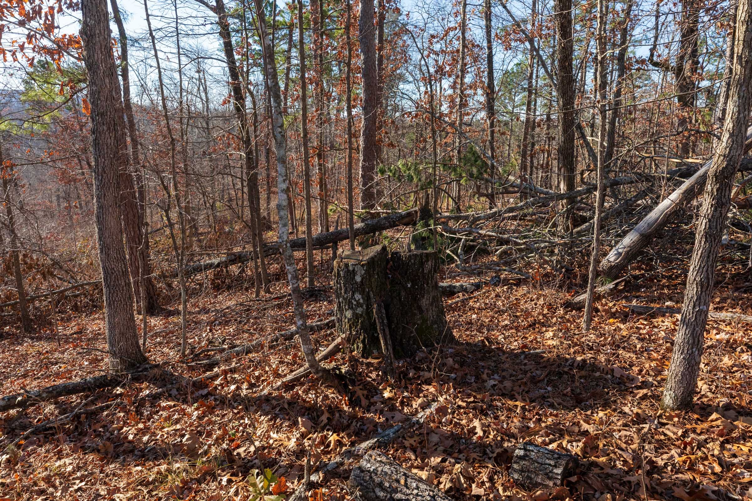 Cypress Ridge Tract 41 photo 8
