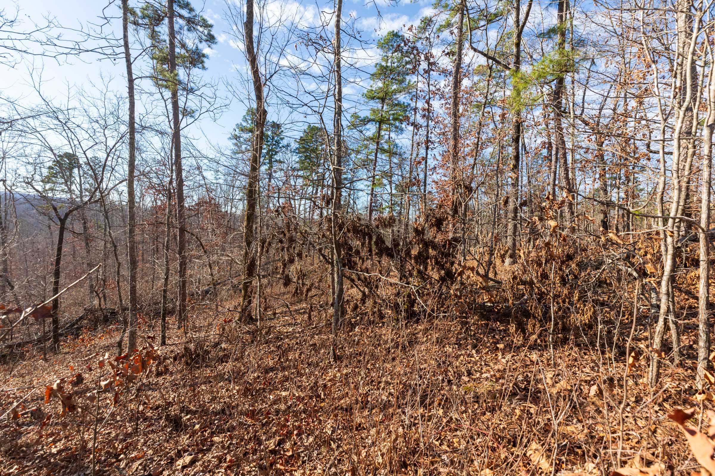 Cypress Ridge Tract 41 photo 7