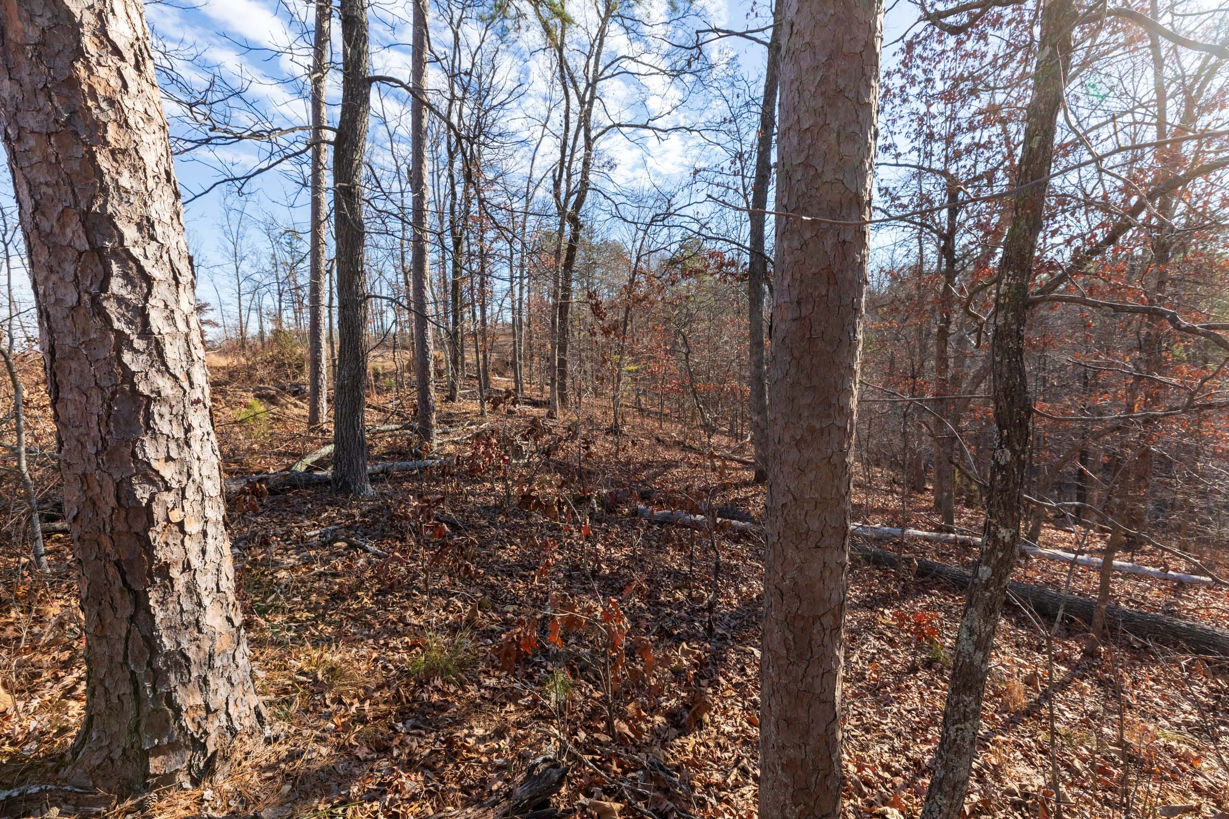 Cypress Ridge Tract 41 photo 3