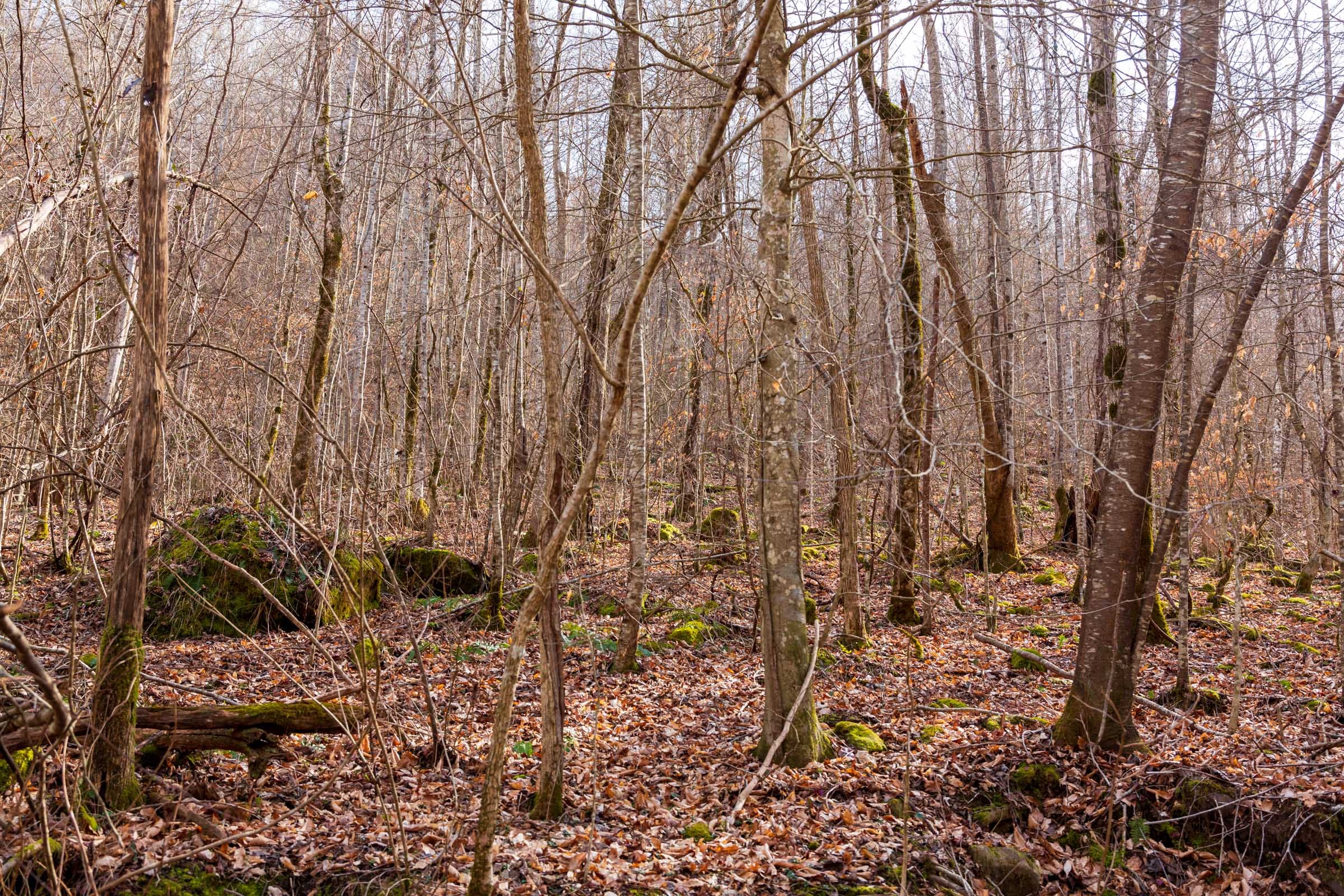 Blackstone Mountain Phase II Tract 61 photo 2