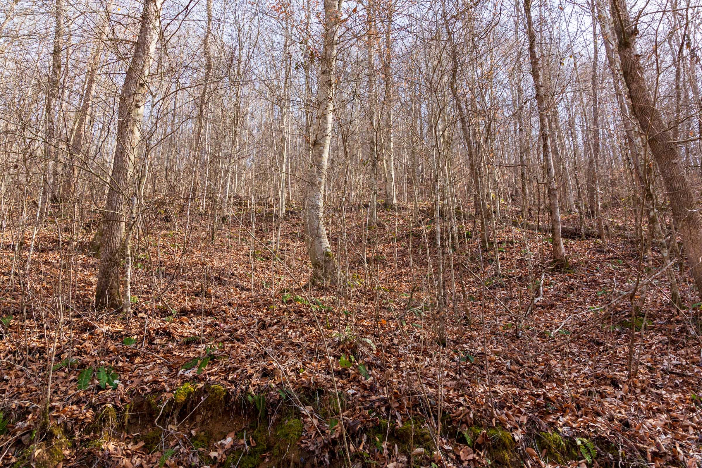 Blackstone Mountain Phase II Tract 61 photo 10