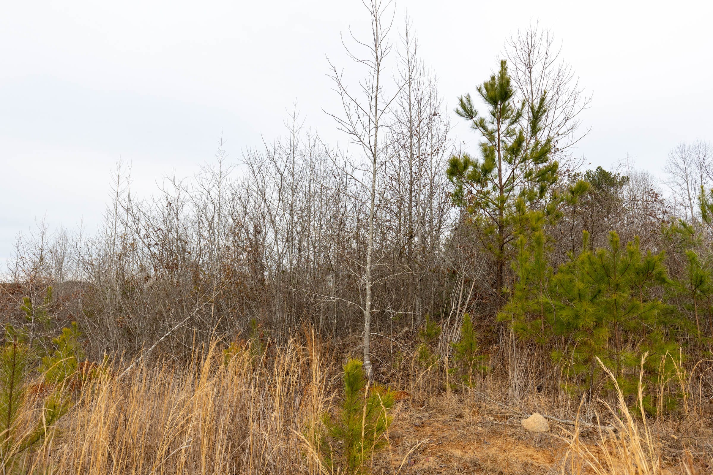 Baker Creek Tract 19 photo 9