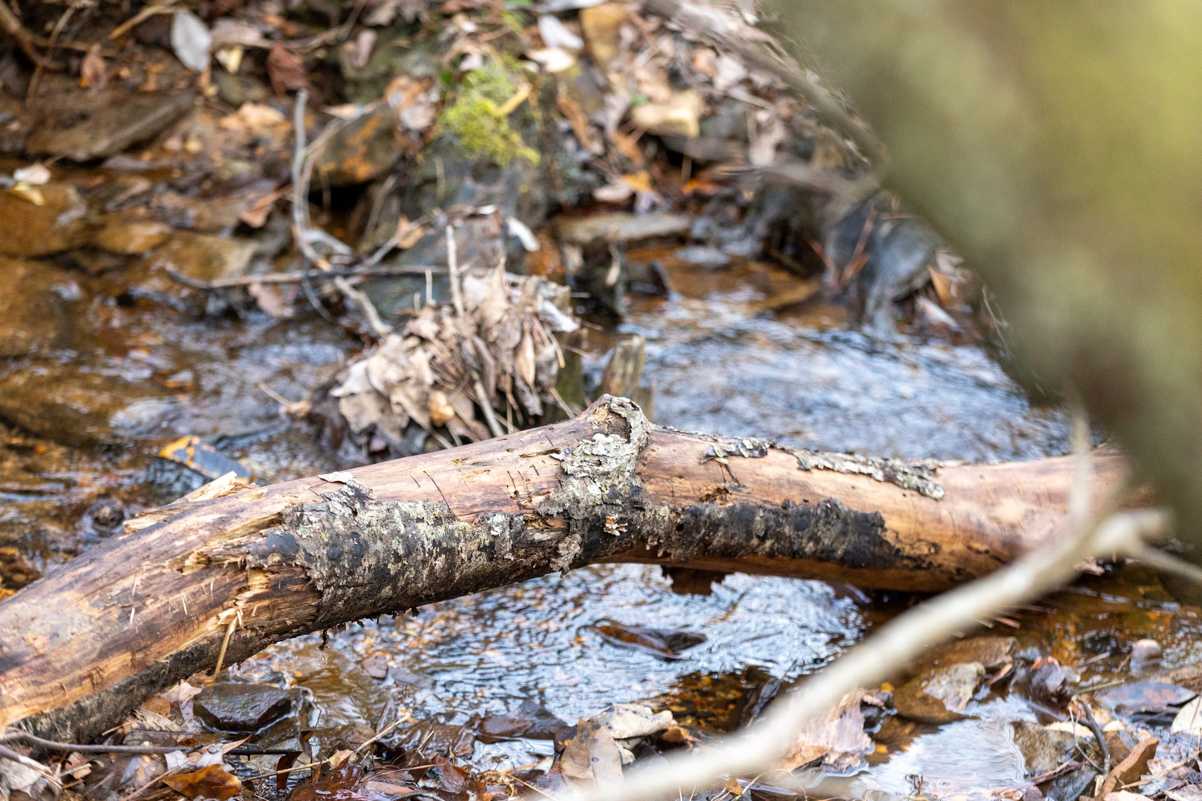 Baker Creek Tract 19 photo 8