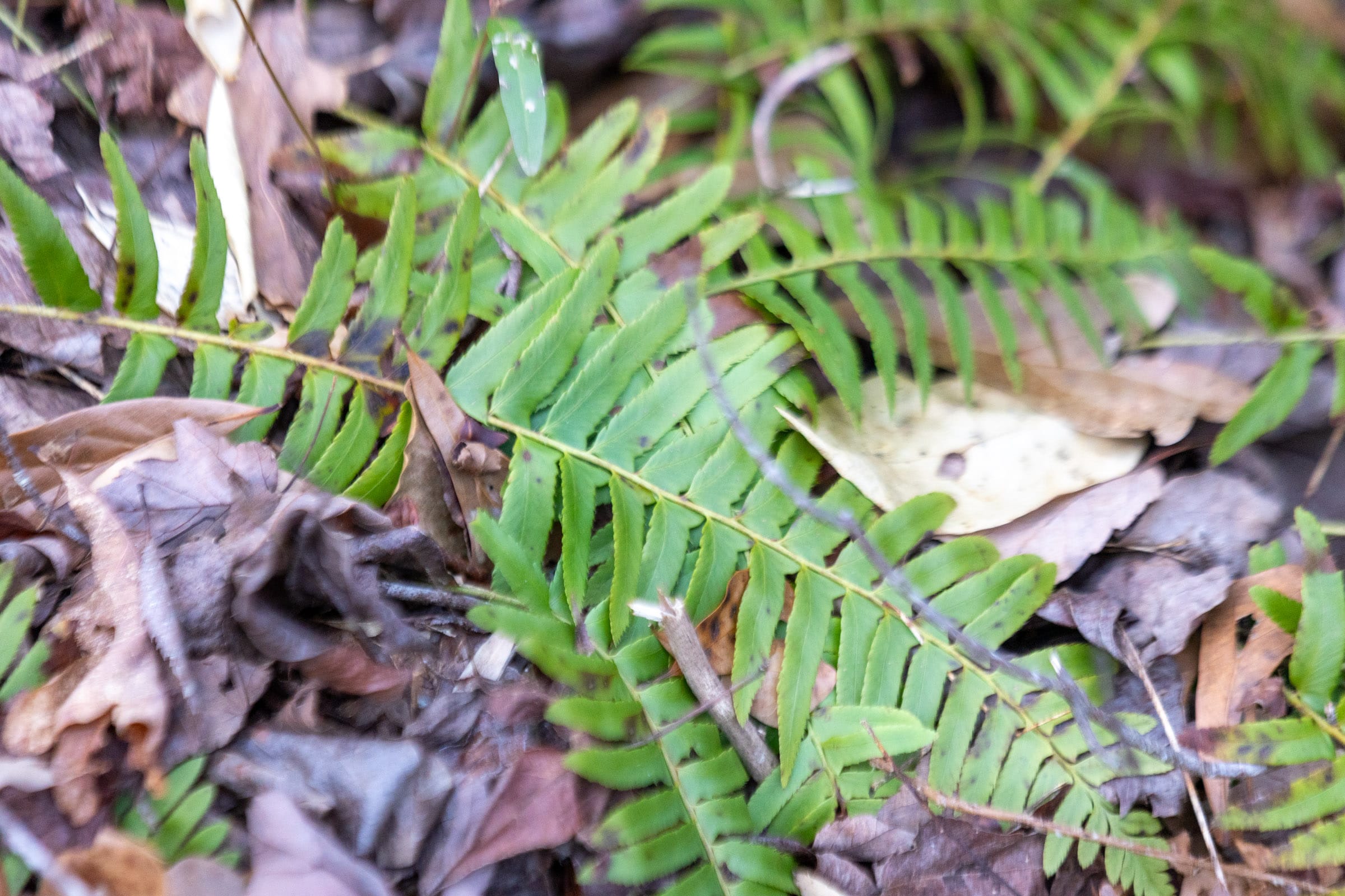 Baker Creek Tract 19 photo 5