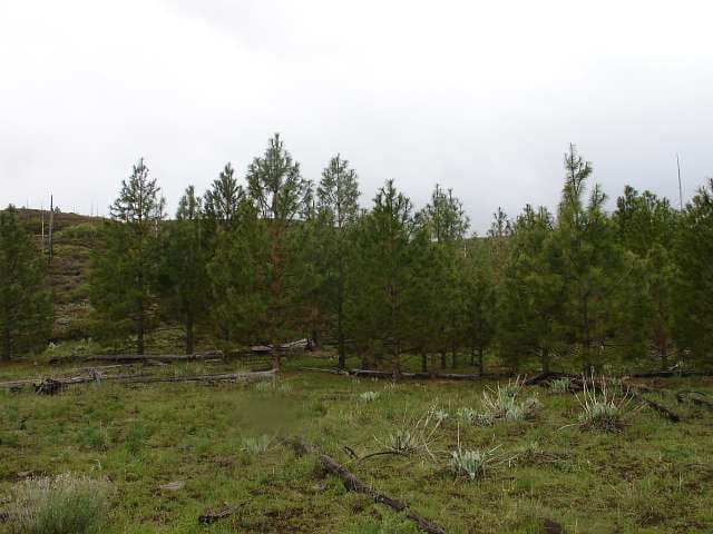 California Pines Tract 66 photo 3