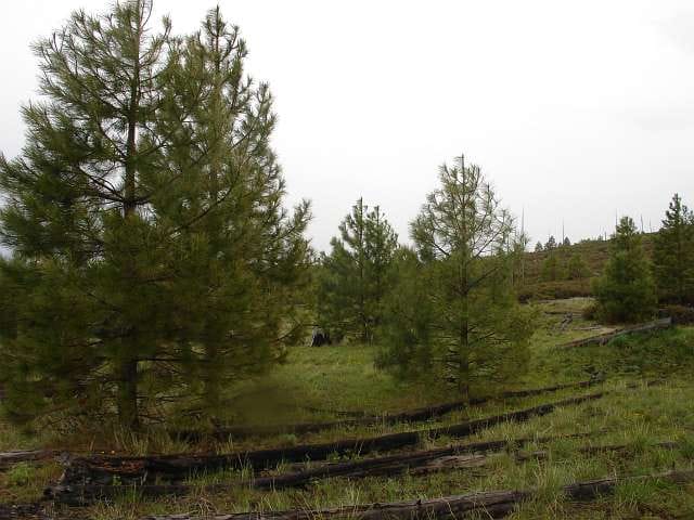 California Pines Tract 66 photo 4
