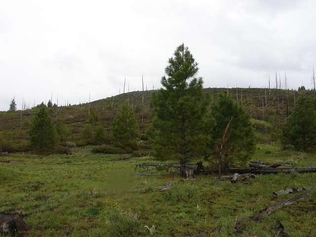 California Pines Tract 66 photo 5