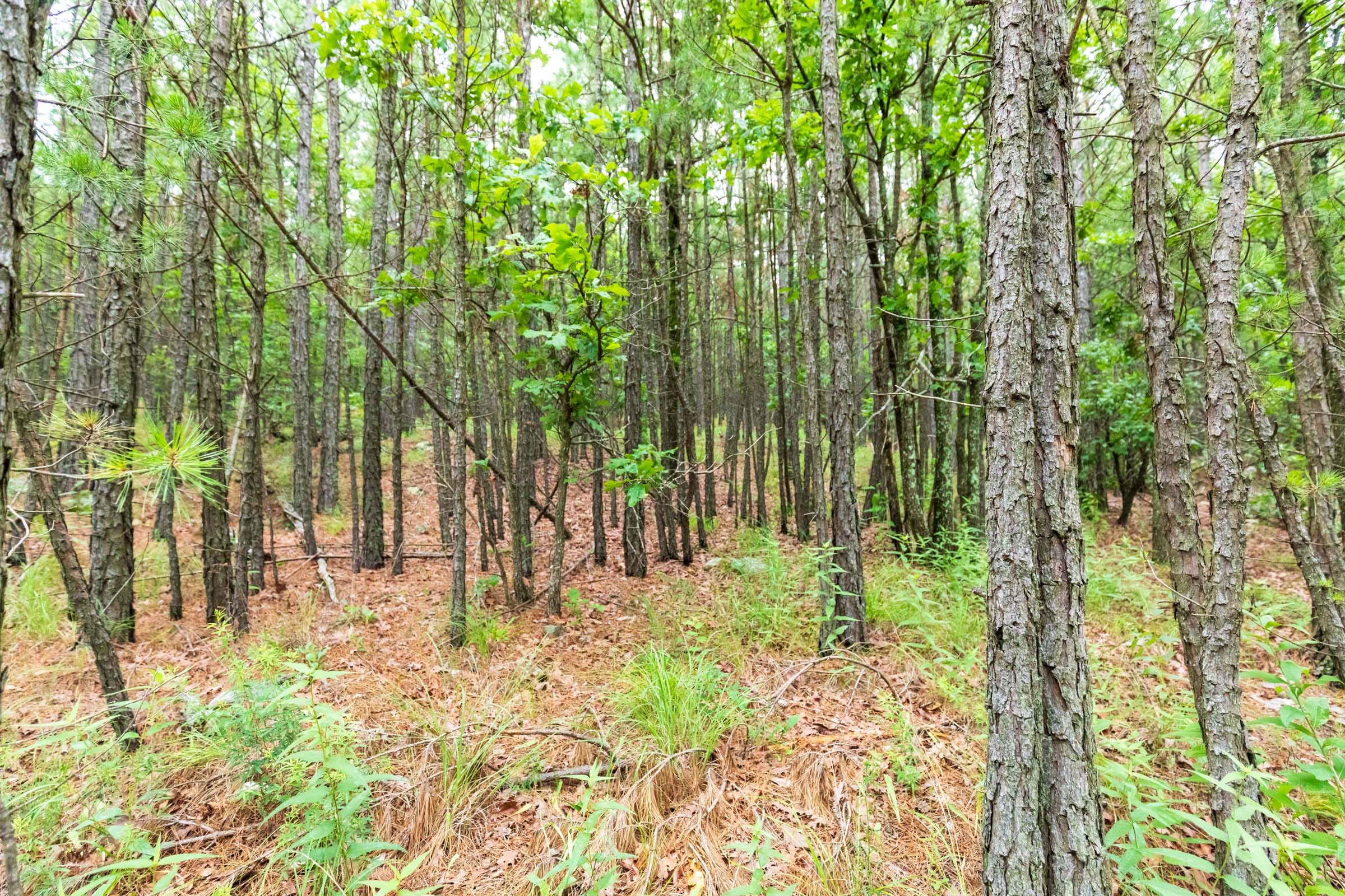 Stone Bridge Phase VI Tract 439 photo 3