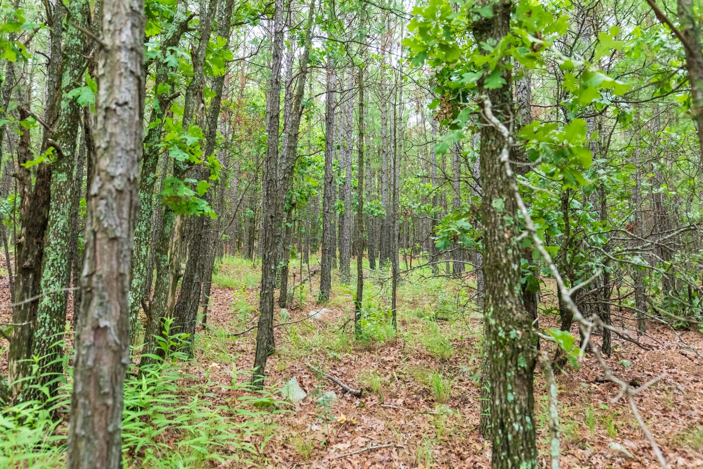 Stone Bridge Phase VI Tract 439 photo 5