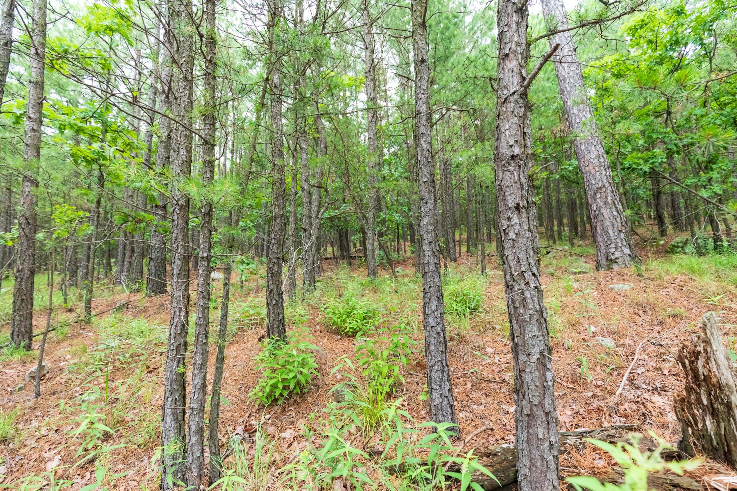 Stone Bridge Phase VI Tract 439 photo 8