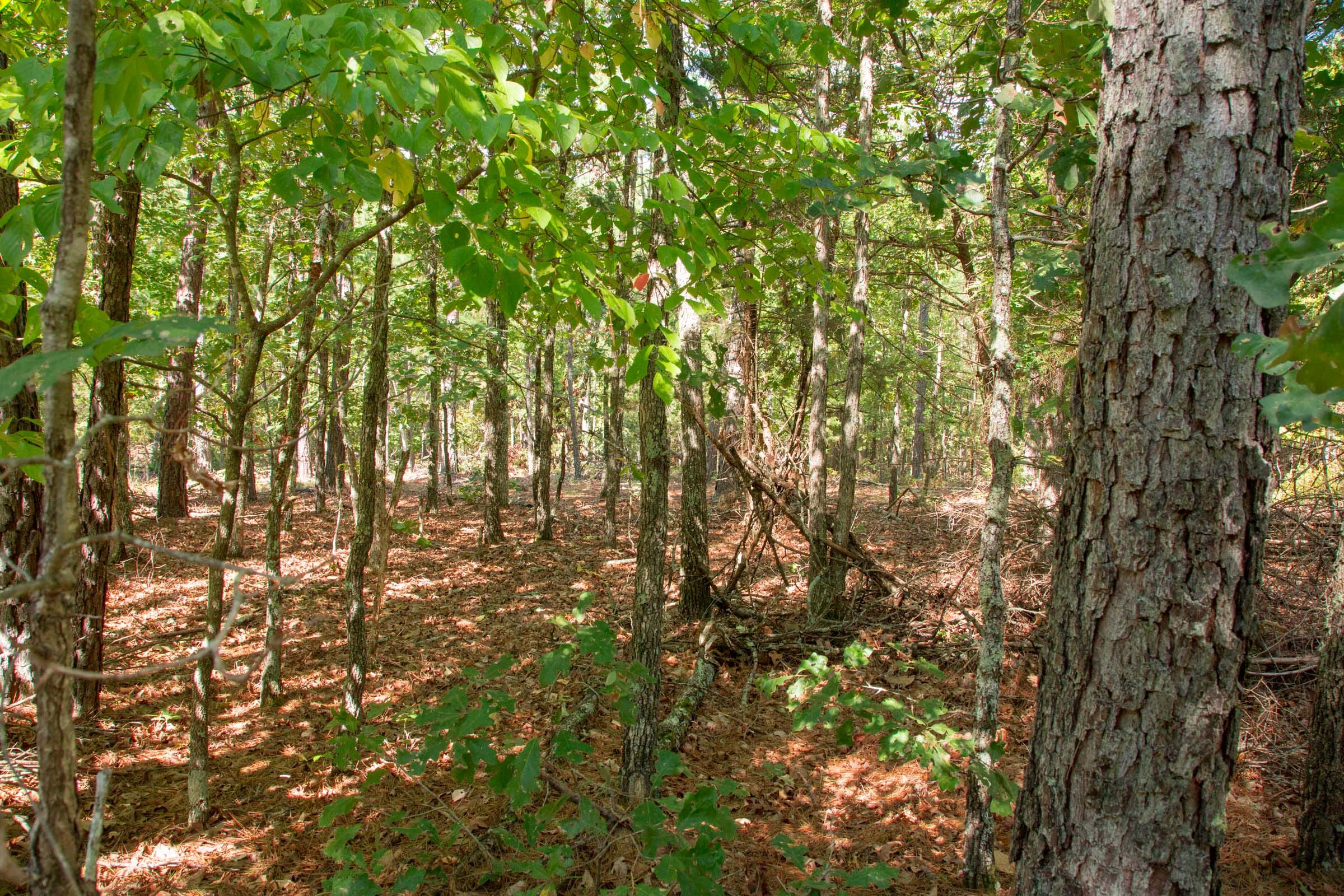 Wagon Wheel Ranch Tract 41 photo 3