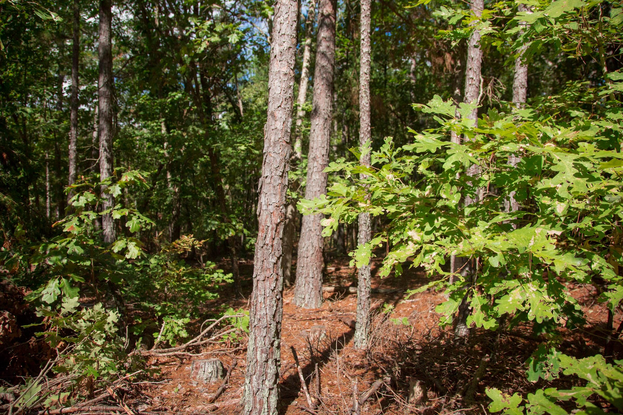 Wagon Wheel Ranch Tract 41 photo 6