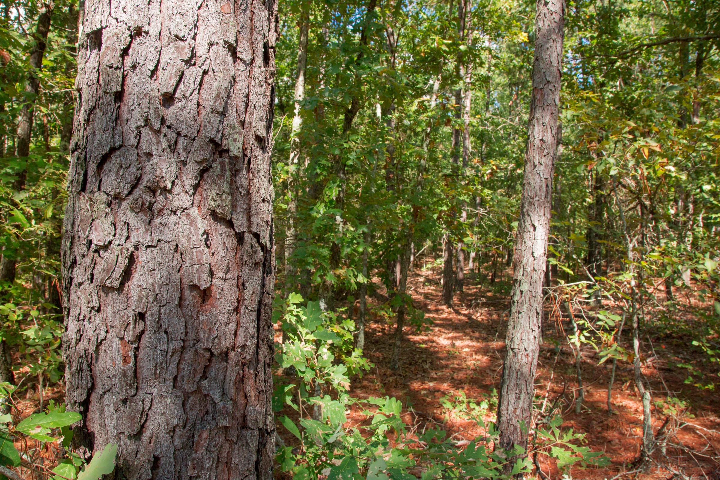Wagon Wheel Ranch Tract 41 photo 8