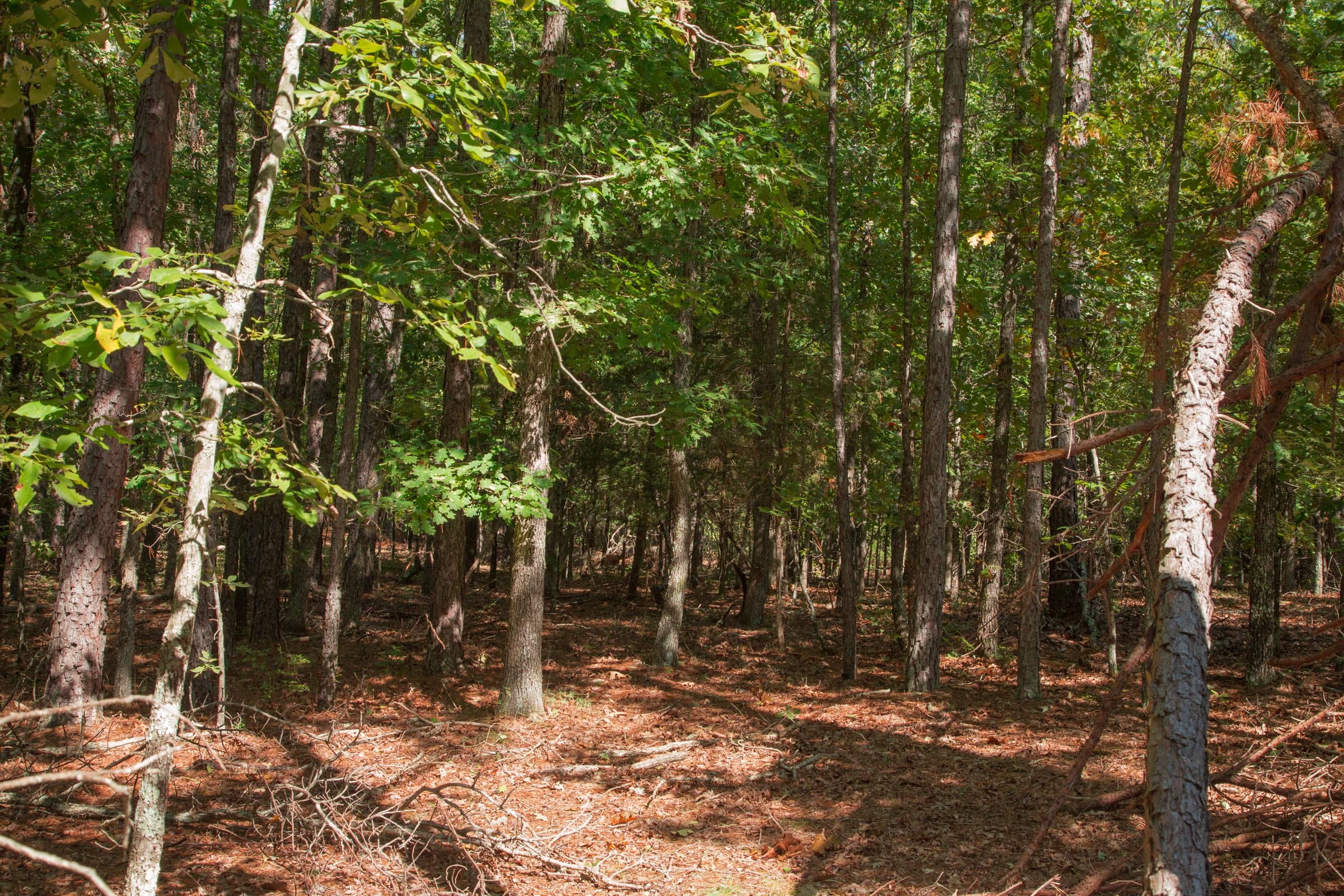 Wagon Wheel Ranch Tract 41 photo 1