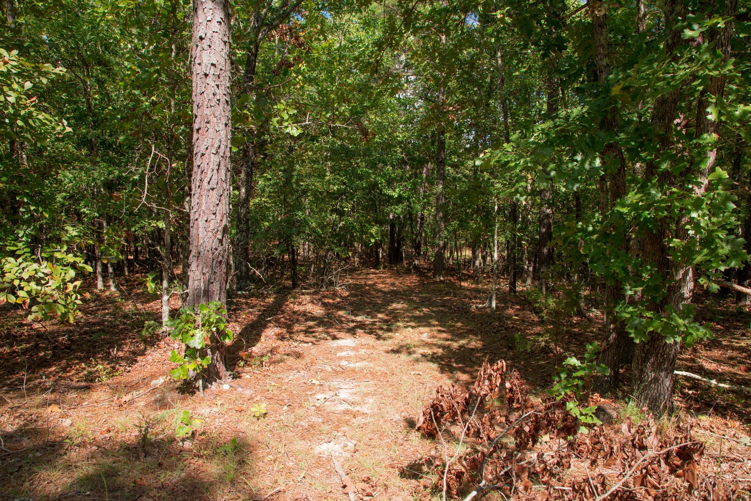 Wagon Wheel Ranch Tract 41 photo 7